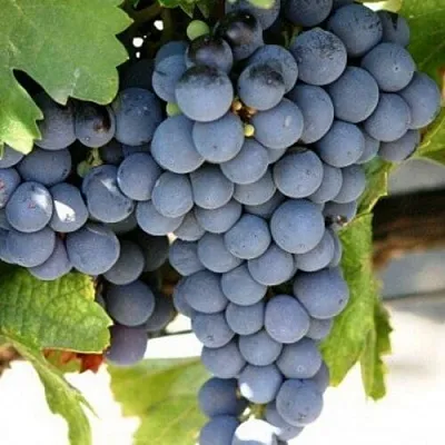 Виноград ЧЕСУРАН  Виноград ЧЕСУРАН в Череповце