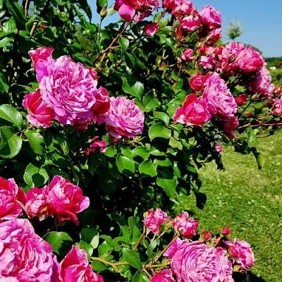 Саженцы роз ИНЕС САСТР плетистая  Саженцы роз ИНЕС САСТР плетистая в Череповце