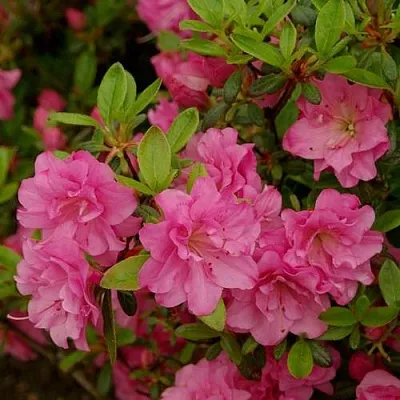 Азалия РОЗИНЕТТА японская  Азалия РОЗИНЕТТА японская в Череповце