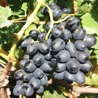 Виноград КИШМИШ АТТИКА  Виноград КИШМИШ АТТИКА в Череповце