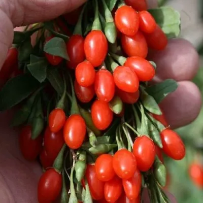 Годжи КОРЕАН БИГ — описание сорта Годжи КОРЕАН БИГ в Череповце