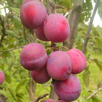 Слива ЭДИНБУРГСКАЯ  Слива ЭДИНБУРГСКАЯ в Череповце
