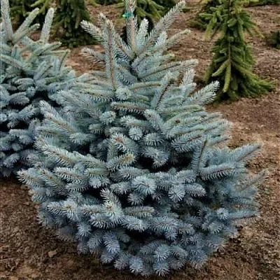 Ель МИСТИ БЛЮ голубая в Череповце