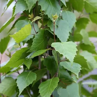 Береза ФАСТИГИАТА повислая   Береза ФАСТИГИАТА повислая  в Череповце