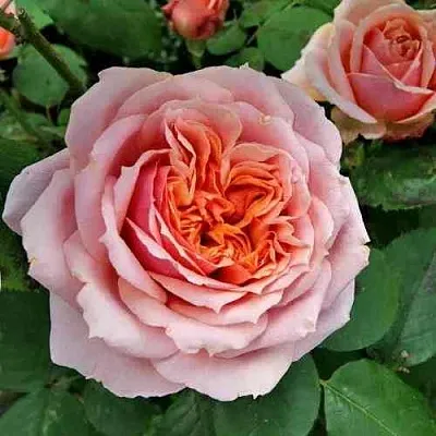 Саженцы роз ПОЛЬ БОКЮЗ шраб  Саженцы роз ПОЛЬ БОКЮЗ шраб в Череповце