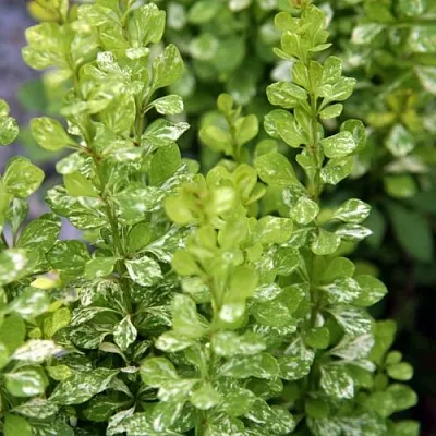 Барбарис ПАУ ВАУ тунберга в Череповце