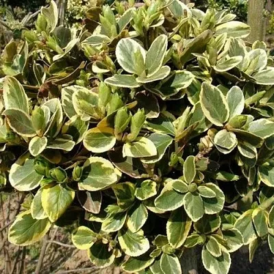 Бересклет КАНАДЕЙЛ ГОЛД   Бересклет КАНАДЕЙЛ ГОЛД  в Череповце