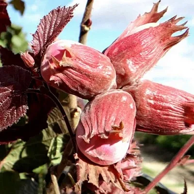 Фундук АЛЫЙ ПАРУС  Фундук АЛЫЙ ПАРУС в Череповце