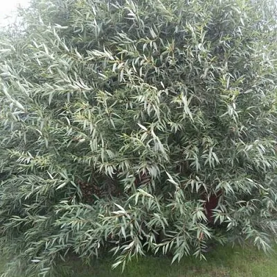 Ива СЕРЕБРИСТАЯ  Ива СЕРЕБРИСТАЯ в Череповце