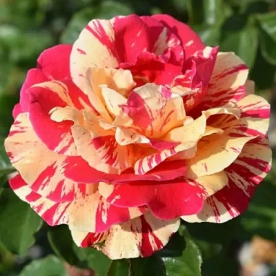 Саженцы роз ВАНИЛЛА ФРАЙЗ плетистая  Саженцы роз ВАНИЛЛА ФРАЙЗ плетистая в Череповце