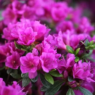 Азалия ХИРОКА японская  Азалия ХИРОКА японская в Череповце