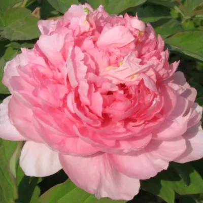 Пион ИМПЕРАТОРСКАЯ НАЛОЖНИЦА древовидный в Череповце