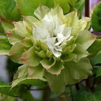 Клематис СЕН-НО-КЕЙЗ  Клематис СЕН-НО-КЕЙЗ в Череповце