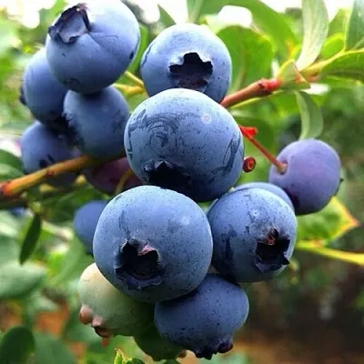 Голубика ДЮК в Череповце