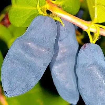 Жимолость съедобная ДЛИННОПЛОДНАЯ в Череповце