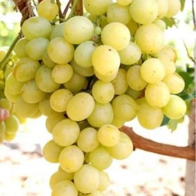 Виноград ТАЛИСМАН в Череповце