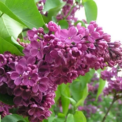 Сирень ДЕНЬ ПОБЕДЫ в Череповце