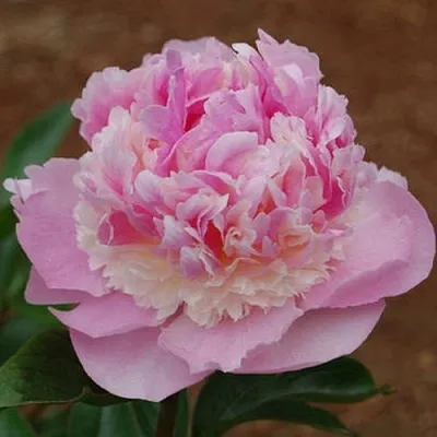 Пион ЭНДЖЕЛ ЧИКС травянистый  Пион ЭНДЖЕЛ ЧИКС травянистый в Череповце