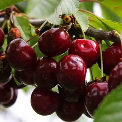 Вишня НОВОДВОРСКАЯ в Череповце