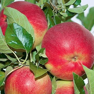 Яблоня СЕНАТОР колонновидная  Яблоня СЕНАТОР колонновидная в Череповце