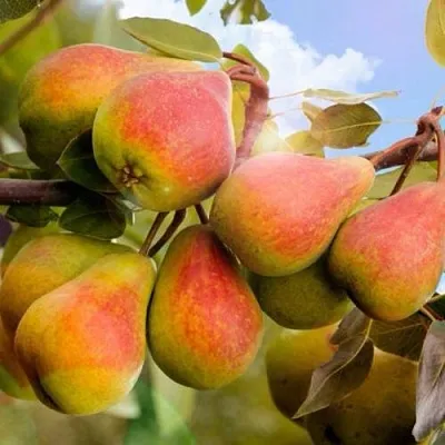 Груша ЗАБАВА  Груша ЗАБАВА в Череповце