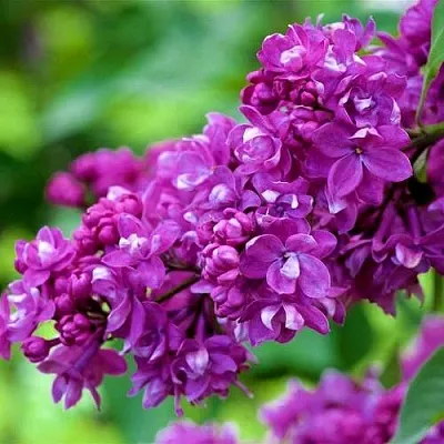 Сирень ОГНИ ДОНБАССА  Сирень ОГНИ ДОНБАССА в Череповце