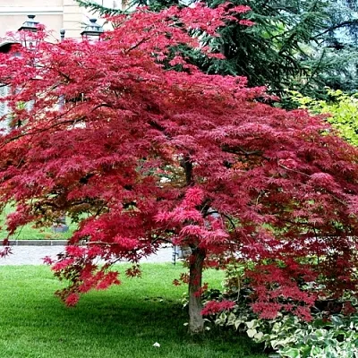Клен пальмолистный  Клен пальмолистный в Череповце