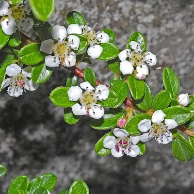 Кизильник ТАНГСТЕДТ горизонтальный   Кизильник ТАНГСТЕДТ горизонтальный  в Череповце
