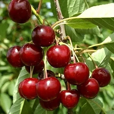 Вишня ЩЕДРАЯ