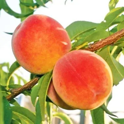 Персик ОНТАРИО — описание сорта Персик ОНТАРИО в Череповце