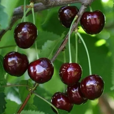 Черешня НАРОДНАЯ  Черешня НАРОДНАЯ в Череповце