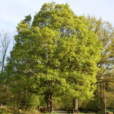 Клен полевой  Клен полевой в Череповце