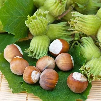 Фундук КРЕПКИЙ ОРЕШЕК  Фундук КРЕПКИЙ ОРЕШЕК в Череповце