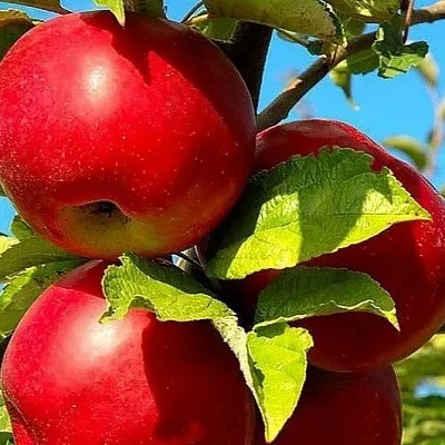 Зимние сорта  Зимние сорта в Череповце