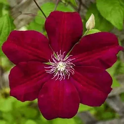 Клематис РУЖ КАРДИНАЛ  Клематис РУЖ КАРДИНАЛ в Череповце