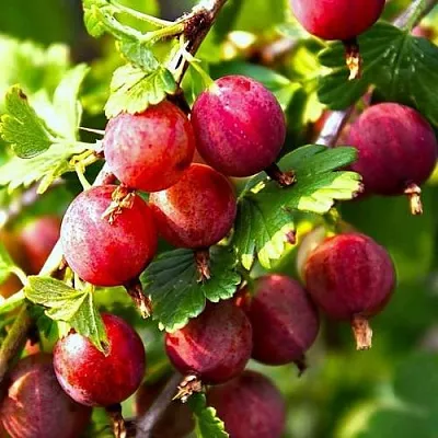 Крыжовник САДКО  Крыжовник САДКО в Череповце