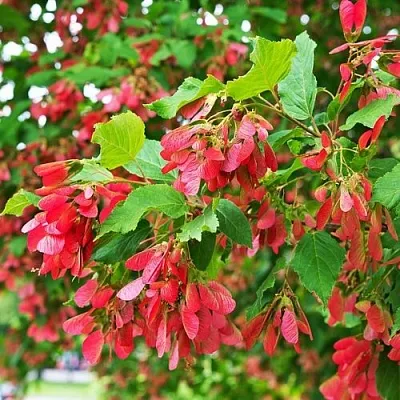 Клен татарский  Клен татарский в Череповце