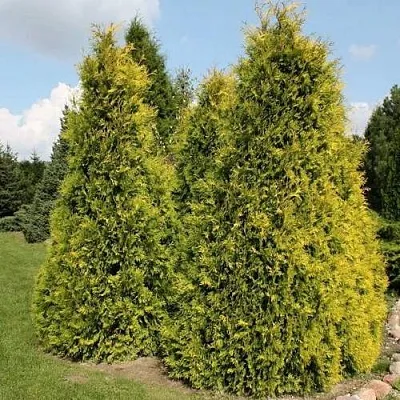 Туя АУРЕОСПИКАТА западная в Череповце