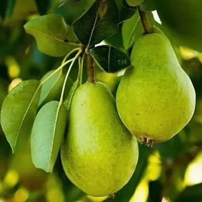 Груша СЕВЕРЯНКА колонновидная  Груша СЕВЕРЯНКА колонновидная в Череповце