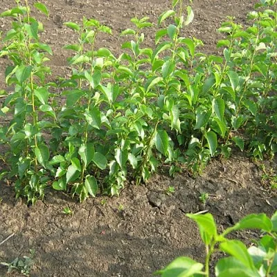 Подвой вишни АНТИПКА  Подвой вишни АНТИПКА в Череповце