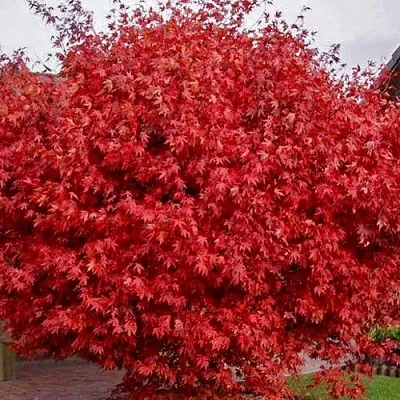 Клен гиннала   Клен гиннала  в Череповце