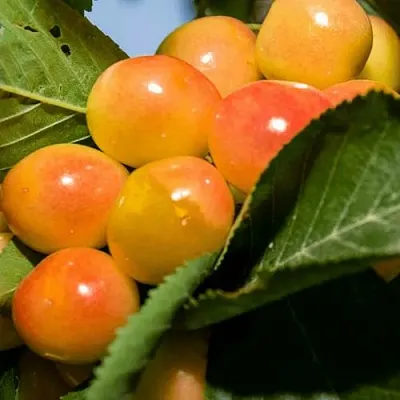 Дюк (черевишня) БЕЛОЧКА  Дюк (черевишня) БЕЛОЧКА в Череповце