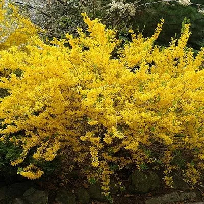 Форзиция ГОЛДЗАУБЕР средняя  Форзиция ГОЛДЗАУБЕР средняя в Череповце