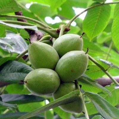 Орех маньчжурский МИЧУРИНЕЦ  Орех маньчжурский МИЧУРИНЕЦ в Череповце