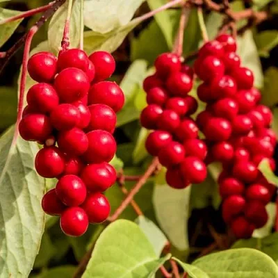 Лимонник КОСТИК китайский  Лимонник КОСТИК китайский в Череповце