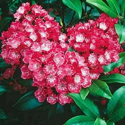 Кальмия КАРДИНАЛ  Кальмия КАРДИНАЛ в Череповце