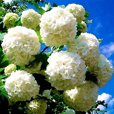 Калина БУЛЬДЕНЕЖ  Калина БУЛЬДЕНЕЖ в Череповце