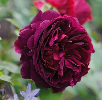 Саженцы роз МАНСТЕД ВУД английская  Саженцы роз МАНСТЕД ВУД английская в Череповце