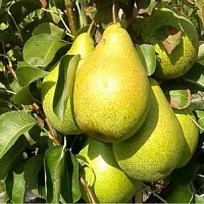 Груша ПАТЕН (ГЛУБОКСКАЯ)  Груша ПАТЕН (ГЛУБОКСКАЯ) в Череповце