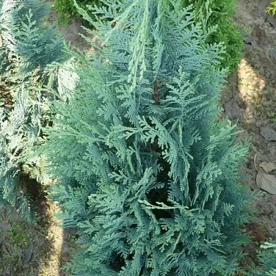 Кипарисовик КОЛУМНАРИС лавсона  Кипарисовик КОЛУМНАРИС лавсона в Череповце